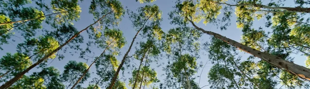 A canopy view looking up at tall, straight Red Grandis trees with slender trunks and light green foliage, set against a clear blue sky in a managed plantation forest.